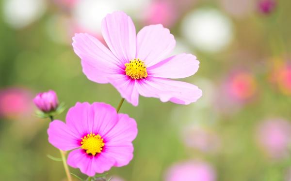 Cosmea flower