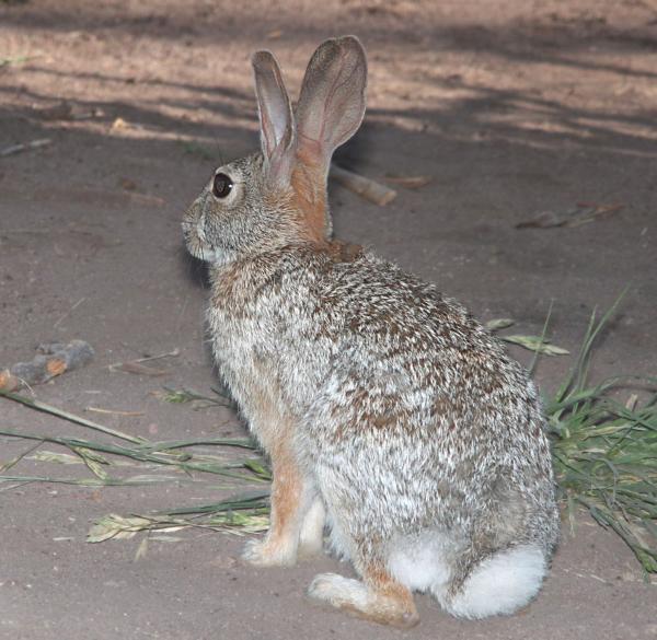 COTTONTAIL, EASTERN (Sylvilagus floridanus) (5-22-12) pena blanca lake, scc, az - 01