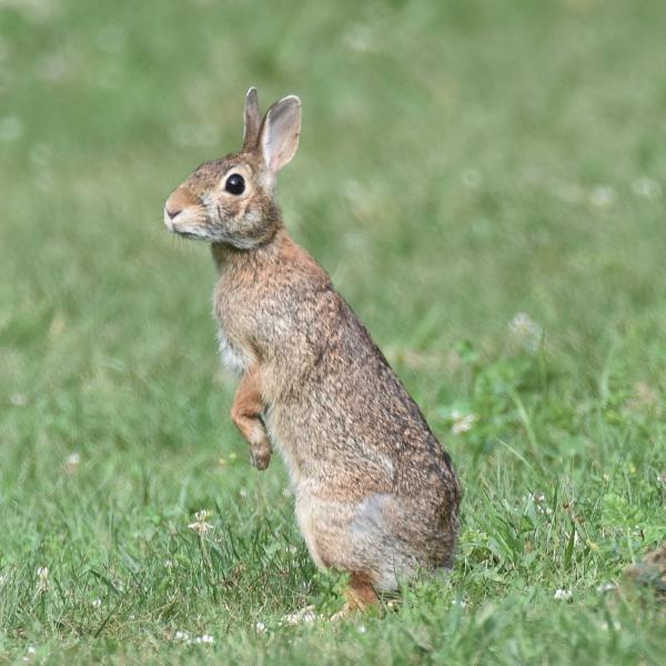 Rabbits