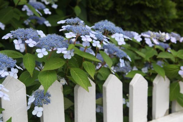 Country flower