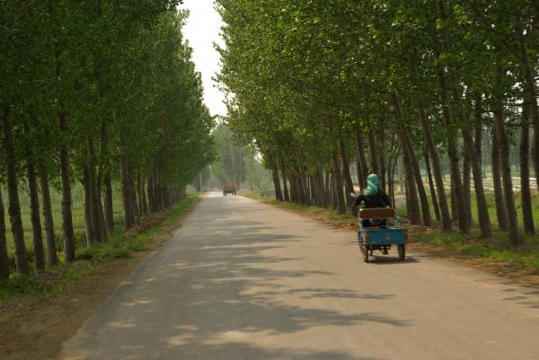 Country scene