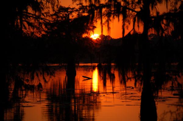 Country swamp