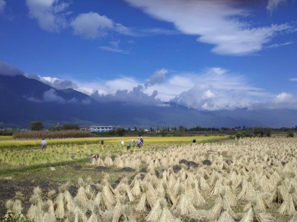 Countryside