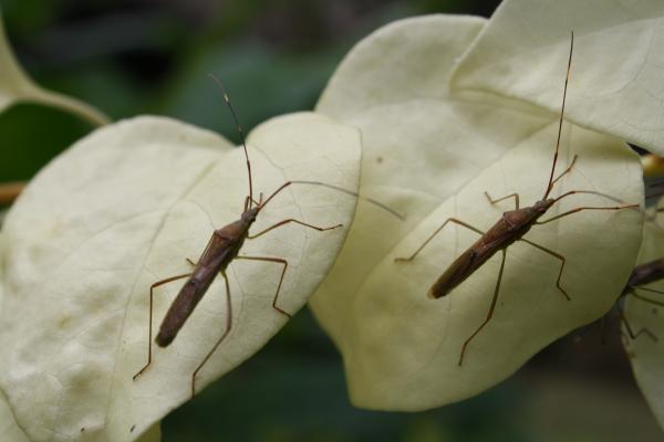 Couple of bugs on green flower