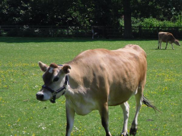 Cow