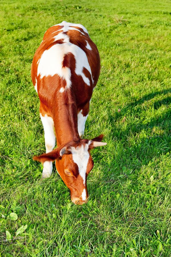 Cow