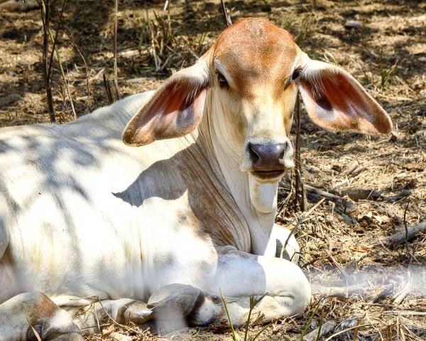 Cow