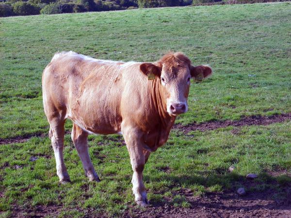 Cow