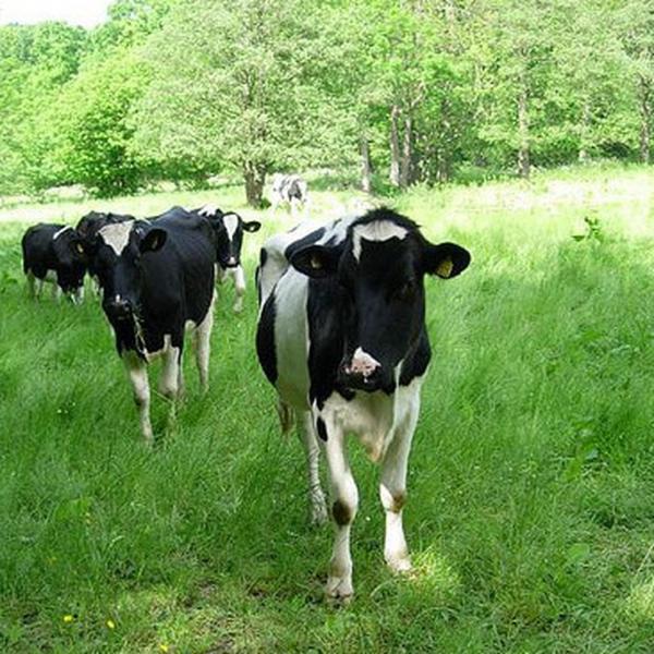 Cow