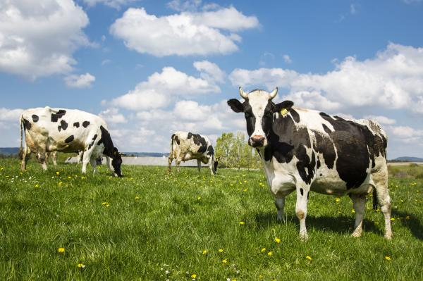 Cow