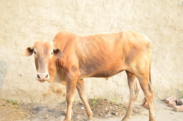 Cow in the Farm