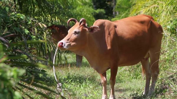 Cow with horns