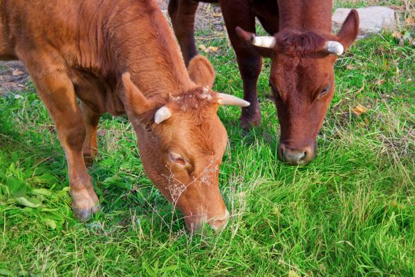 Cows