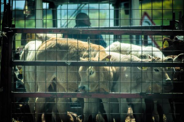 Cows