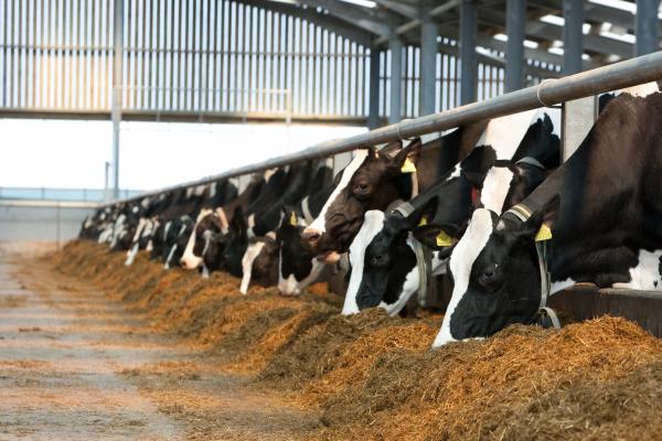 Cows Feeding