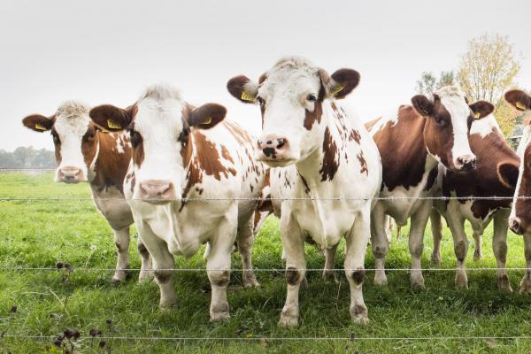 Cows in field