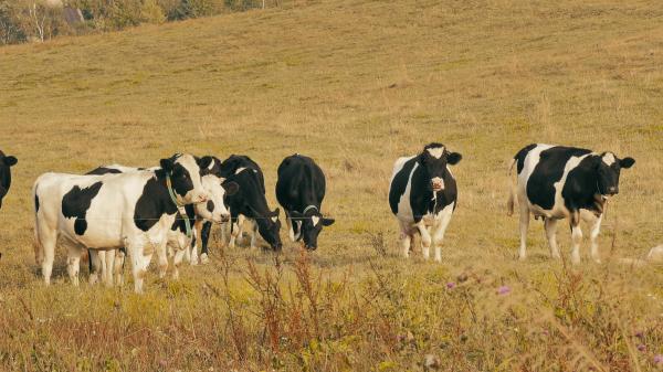 Grazing Cow