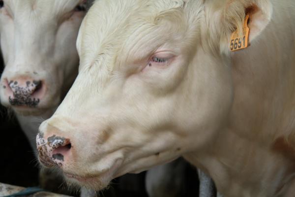 Cows in the Farm
