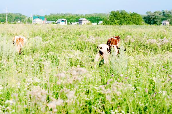 Cows in the field