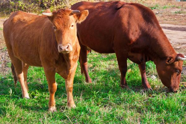 Cows