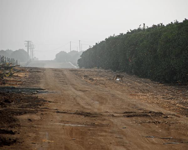 Coyote in an Orange Grove