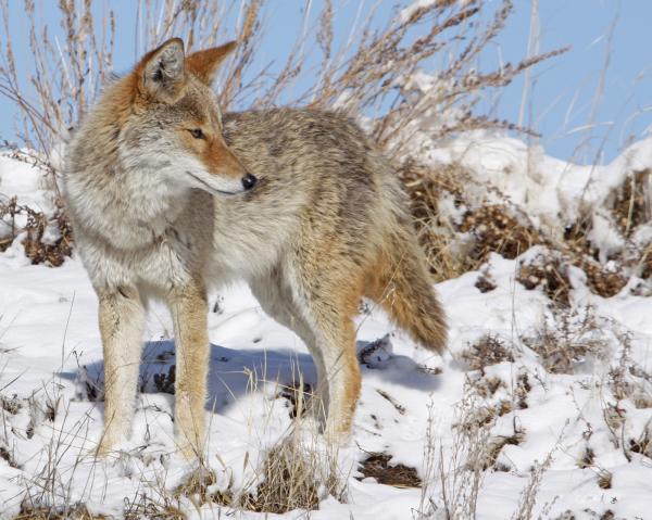 Coyote in Winter