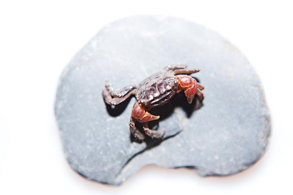 Crab