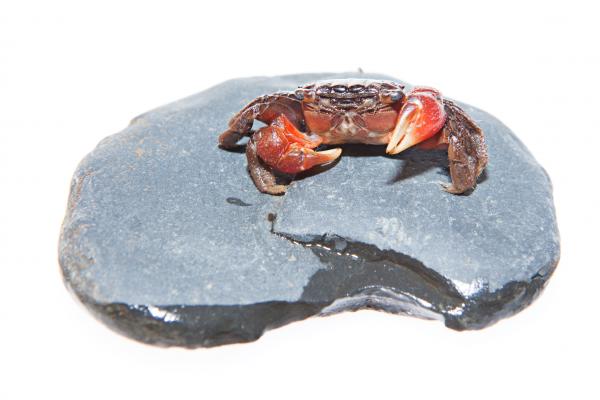 Crab
