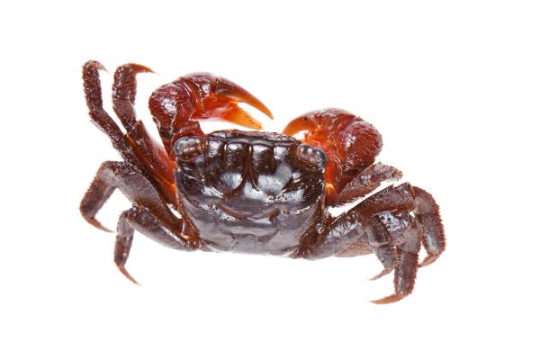 crab