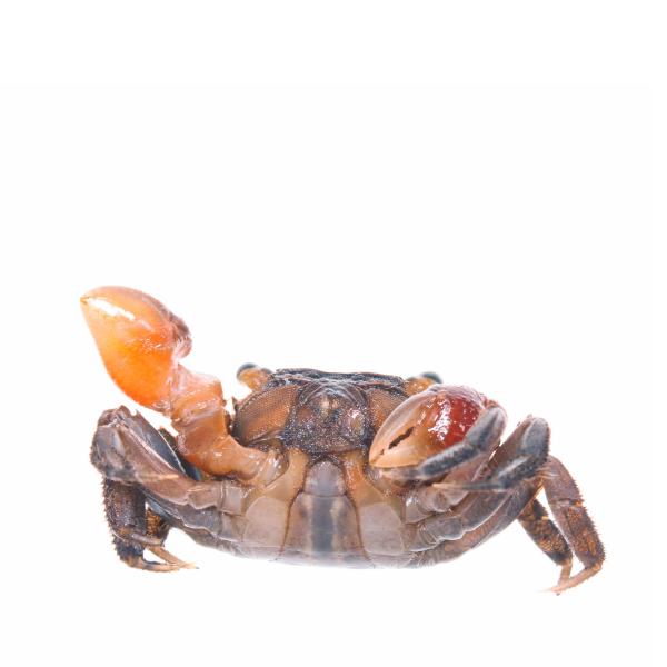 Crab