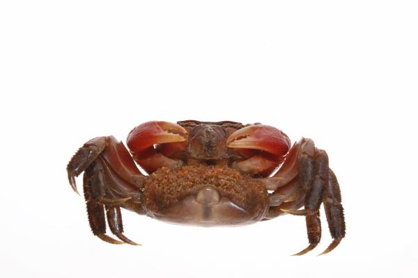 Crab
