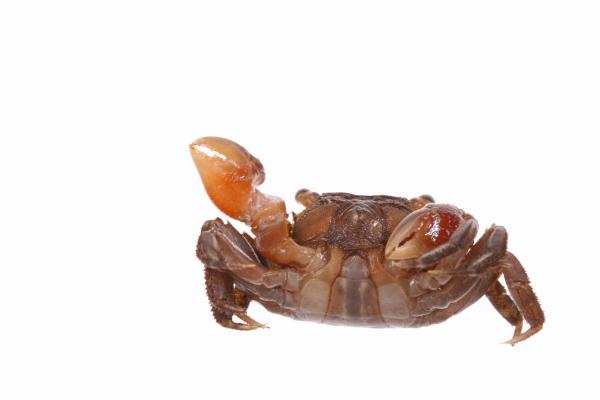 Crab