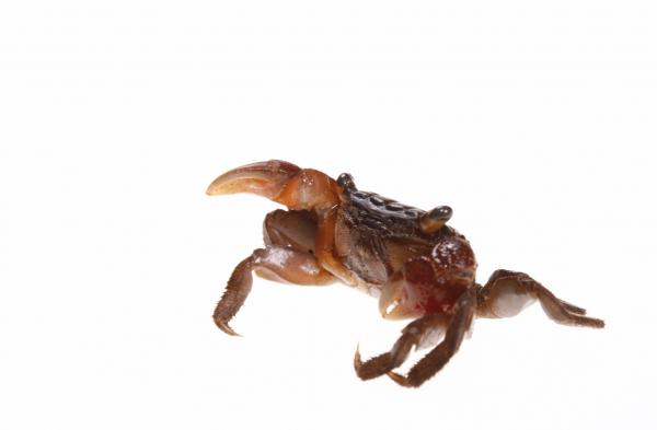 Crab