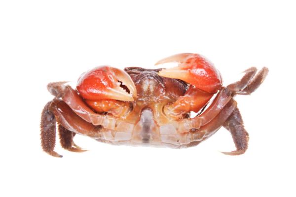 Crab