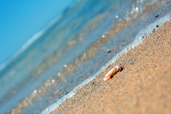 Crab on beach