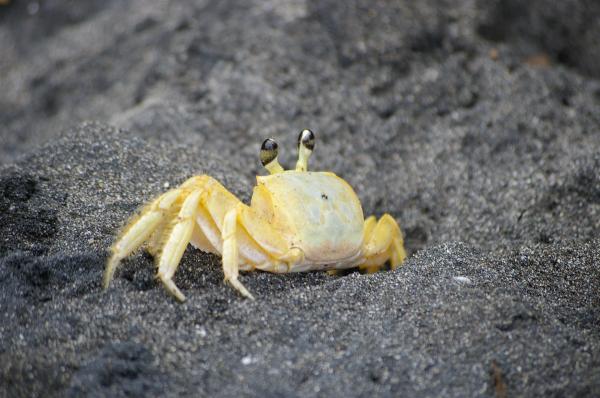 Crab on black beach