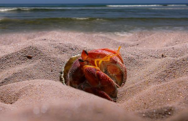 Crab on the Beach