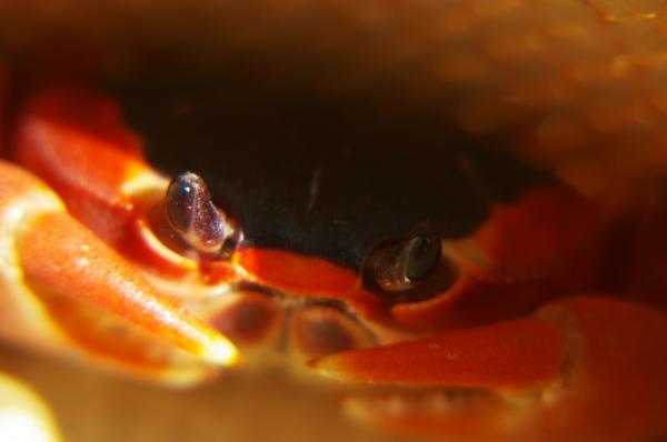 Crab touloulou