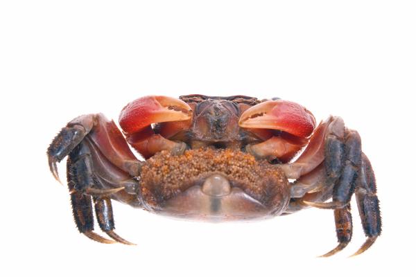 Crab
