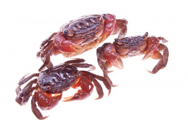 Crabs