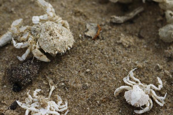 Crabs on the beach