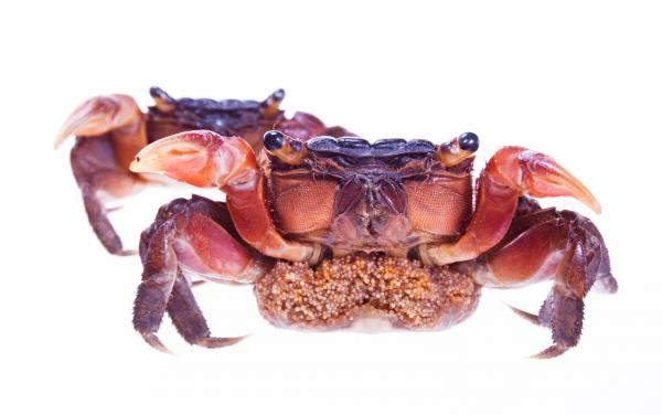 Crabs