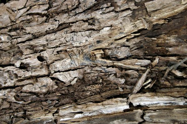 Cracked bark
