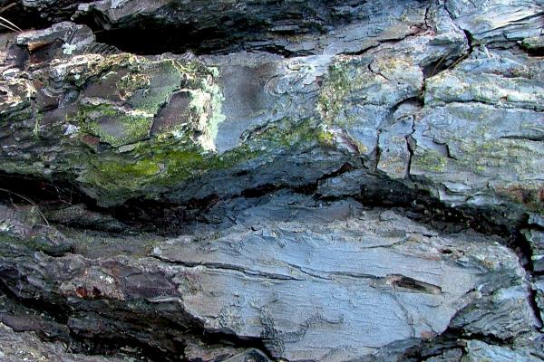 Cracked Bark