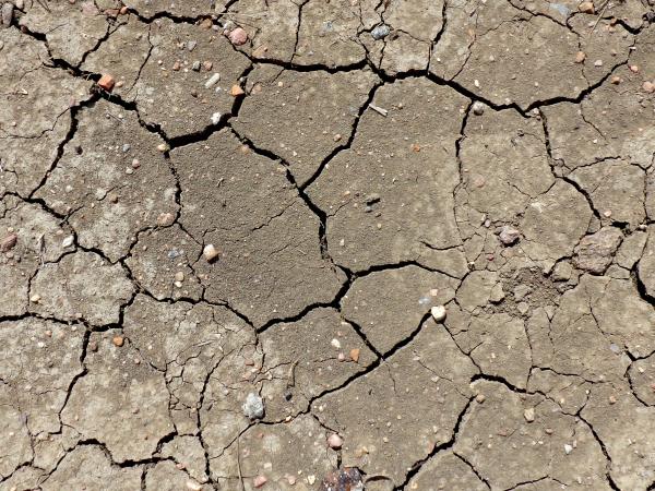 Cracked Mud Texture