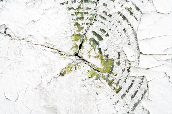 Cracked Wood Texture