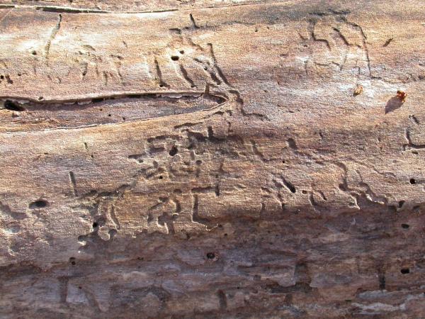 Cracked wood texture