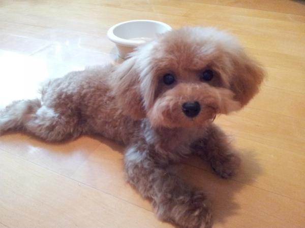 Cream Toy Poodle