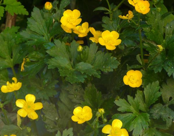 Creeping Buttercup