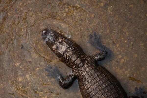 Croc